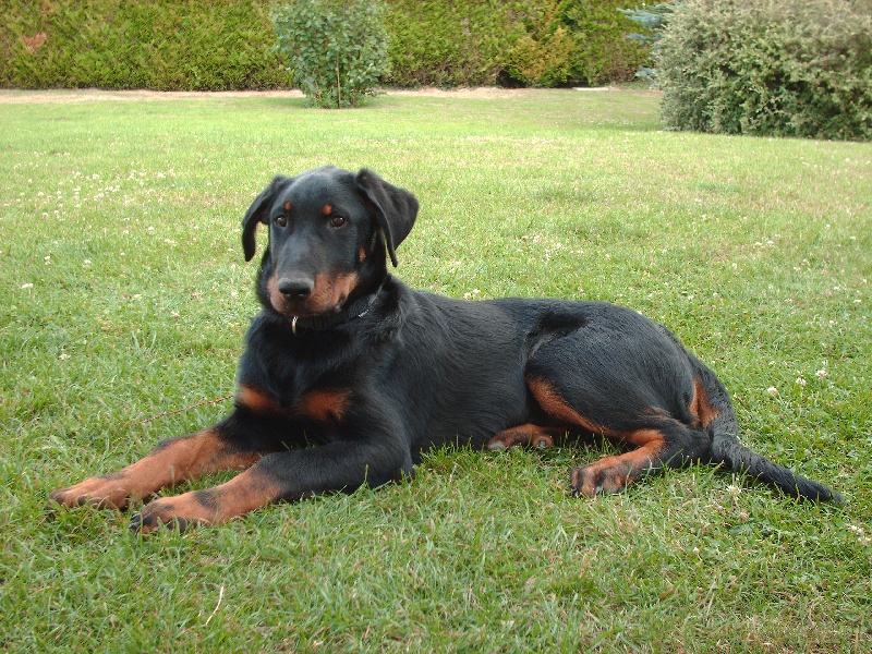 Darko des Plaines de la Chapelle