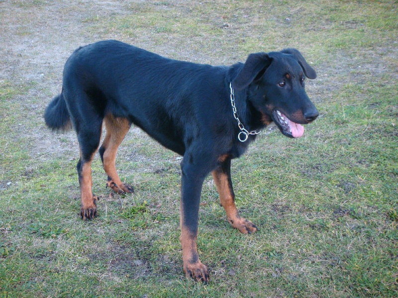 Dexter des Plaines de la Chapelle