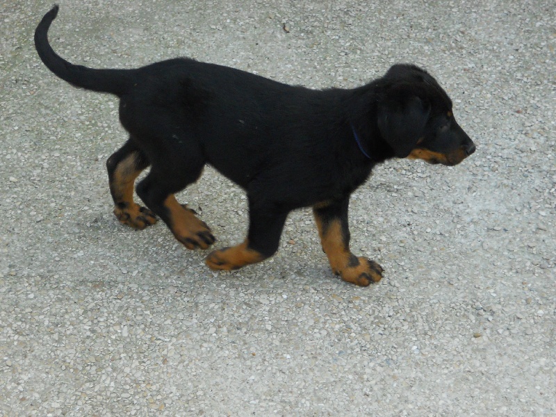 Floyd des Plaines de la Chapelle