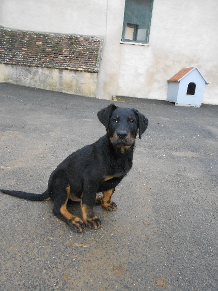 Idefix des Plaines de la Chapelle