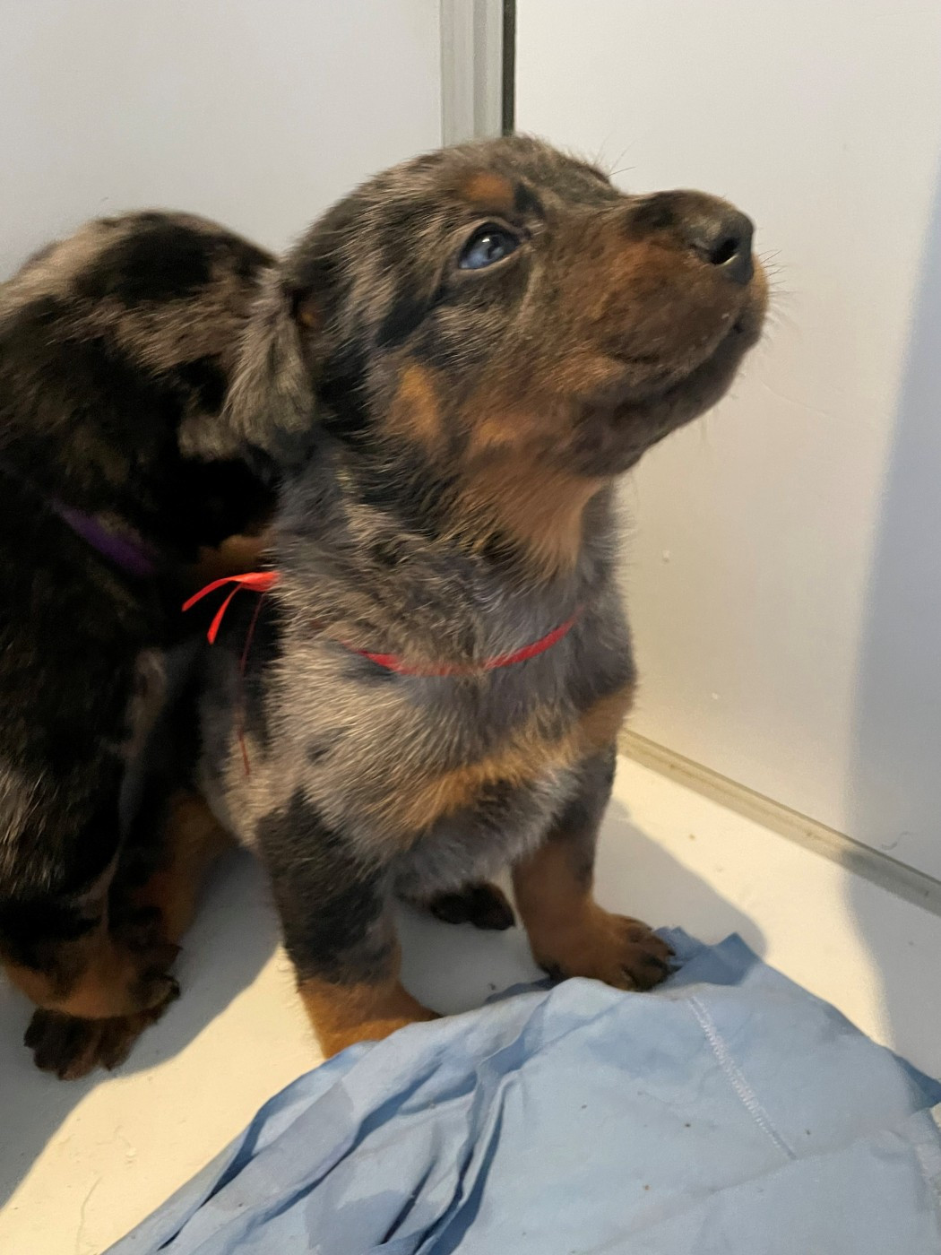 des Plaines de la Chapelle - Chiots disponibles - Berger de Beauce