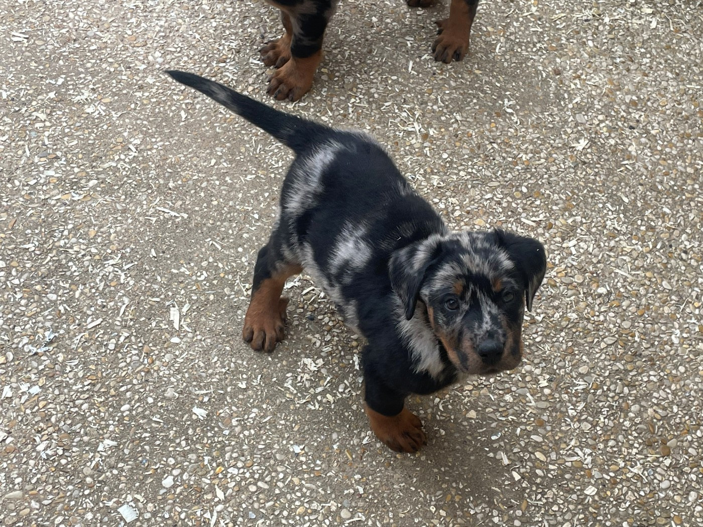 des Plaines de la Chapelle - Chiots disponibles - Berger de Beauce