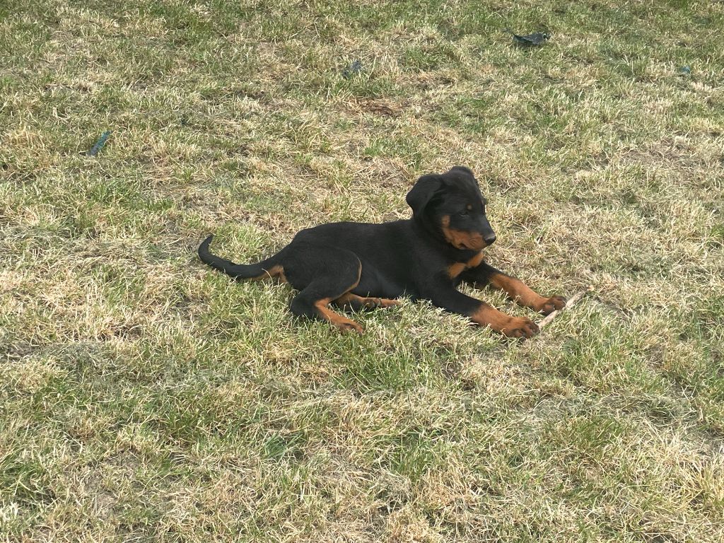 des Plaines de la Chapelle - Chiots disponibles - Berger de Beauce