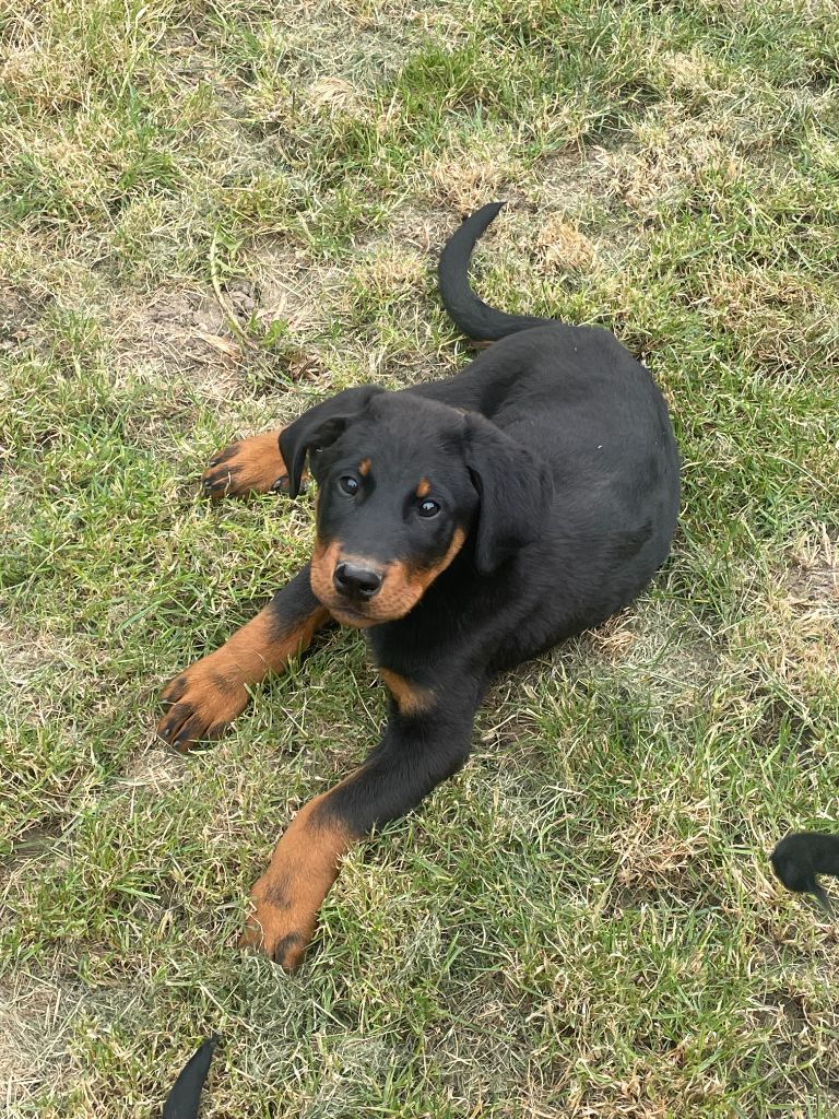 des Plaines de la Chapelle - Chiots disponibles - Berger de Beauce