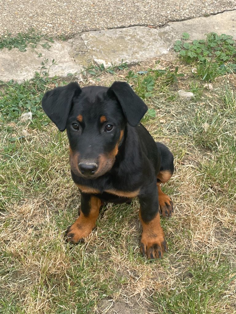 des Plaines de la Chapelle - Chiots disponibles - Berger de Beauce