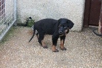 PRINCE Male Bleu