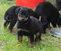 PINK CHIOT ROSE