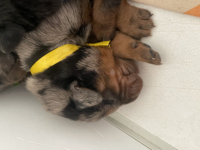 Jaune