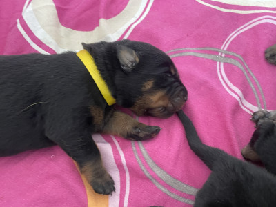 Jaune