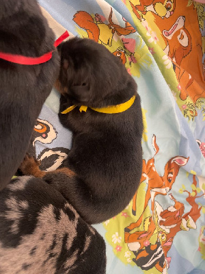 CHIOT ORANGE