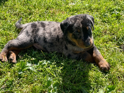 CHIOT SANS COLLIER