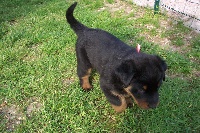 Dellie