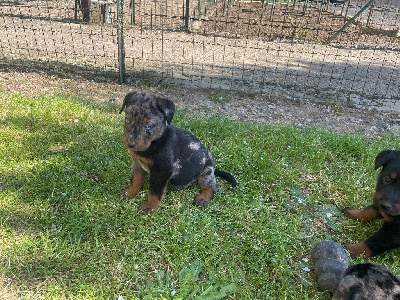 CHIOT