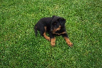 Dolly