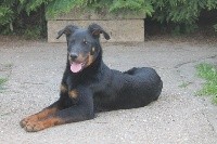 PACO CHIOT BLEU