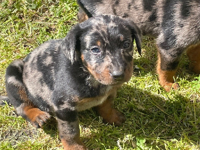 CHIOT ARLEQUIN