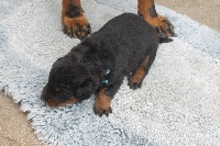 LOUNA