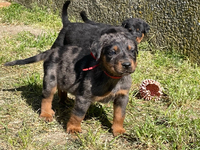 CHIOT ROUGE