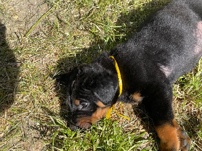 CHIOT JAUNE
