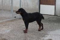 OSLO CHIOT ROUGE