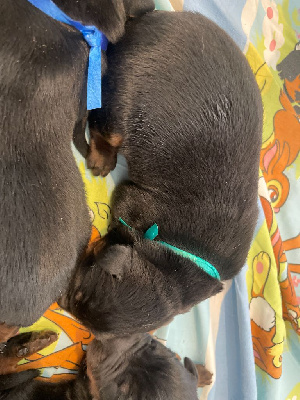 CHIOT VERT