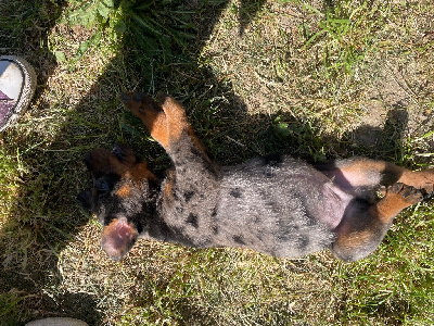 CHIOT