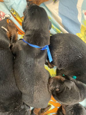 CHIOT BLEU 