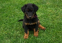 Dexter