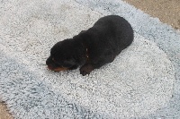 LOLA