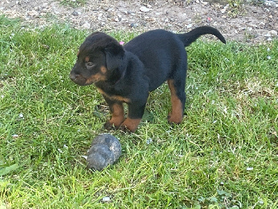 CHIOT ROSE