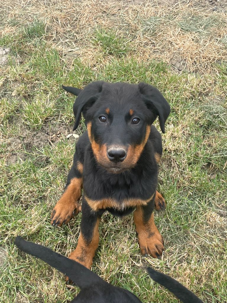 des Plaines de la Chapelle - Chiots disponibles - Berger de Beauce