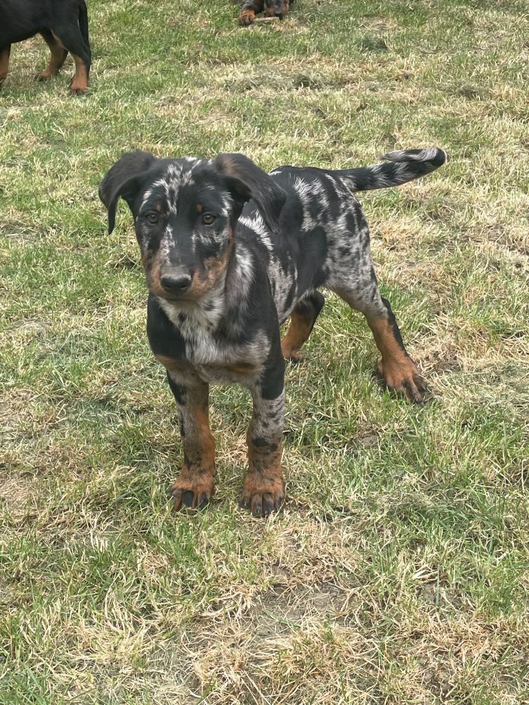des Plaines de la Chapelle - Chiots disponibles - Berger de Beauce