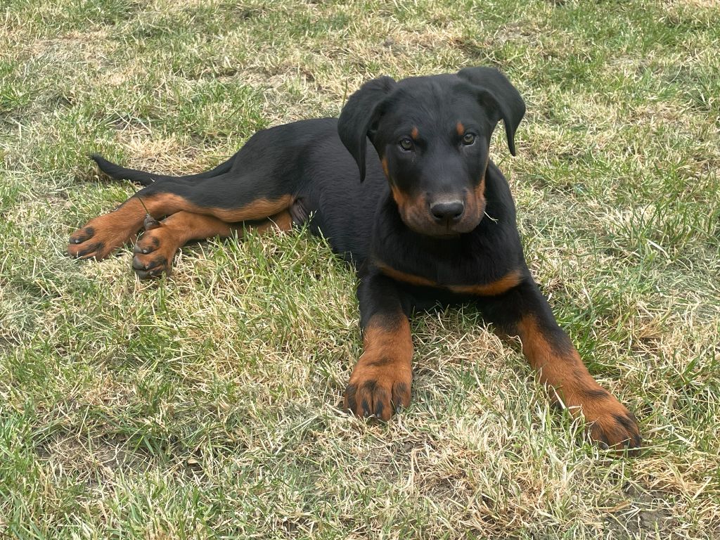 des Plaines de la Chapelle - Chiots disponibles - Berger de Beauce